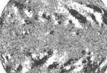 戈?duì)柕侣蹇讼低庑行且残枰活w乖巧的恒星