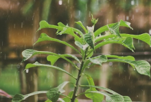在意外的轉(zhuǎn)折中植物在下雨時(shí)會進(jìn)入緊急狀態(tài)