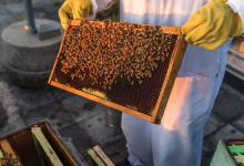 對(duì)昆蟲及其微生物伴侶的熱愛幫助這位生物學(xué)家揭示了共生的秘密