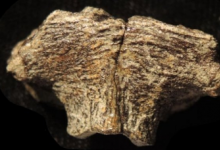 科學家用顯微鏡觀測恐龍軟骨發(fā)現(xiàn)了一群保存完好的細胞