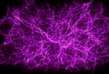科學家使用粘液霉菌生長模式的算法來繪制基本看不到的東西