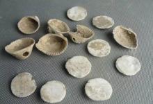古代貝殼顯示七千萬(wàn)年前的時(shí)間縮短了半小時(shí)