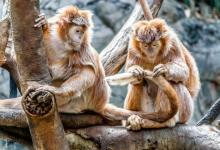 人工智能用于識別野外的靈長類動物面孔