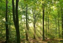 森林正在發(fā)生變化 以響應(yīng)人類行為和野火等自然過程的結(jié)合