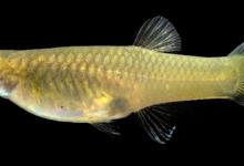 研究表明特立尼達孔雀魚的行為就像斗牛士一樣