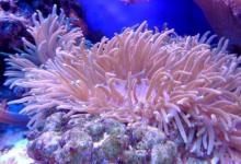 海洋酸化有深海礁石崩塌的風險