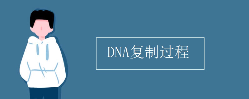 DNA復(fù)制過程