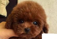 日常生活:泰迪犬怎么養(yǎng)才聽話