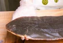 日常生活:巴沙魚(yú)片和龍利魚(yú)片的區(qū)別是什么