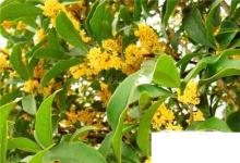 日常生活:桂花怎么保存香味