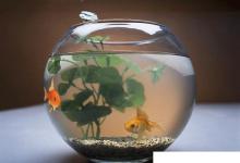 日常生活:金魚(yú)為什么睜著眼睛睡覺(jué)