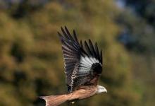 日常生活:風(fēng)箏也叫紙鳶其中鳶是指