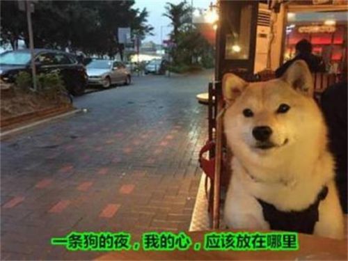 污神小漠微博提問 女友平胸什么體驗(yàn)