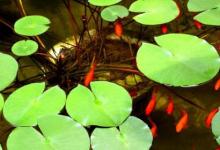 日常生活:生物與環(huán)境的關系是什么