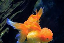 日常生活:漂亮的金魚是由什么魚演變而來的