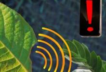 當(dāng)植物受到壓力時MIT納米傳感器會告訴智能手機(jī)