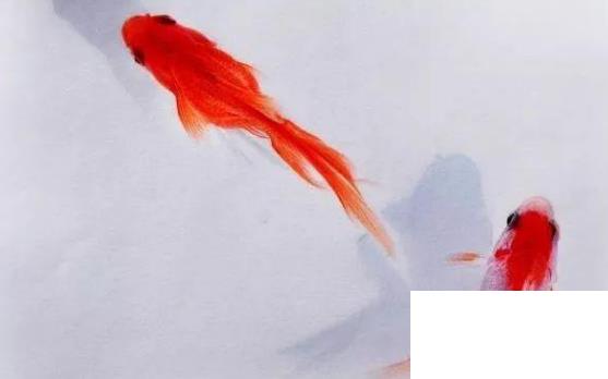 什么魚(yú)比較好養(yǎng)