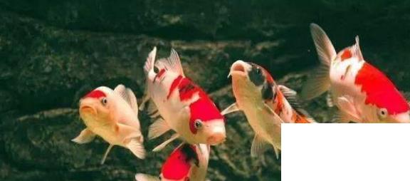 什么魚(yú)比較好養(yǎng)