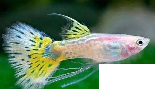 什么魚(yú)比較好養(yǎng)