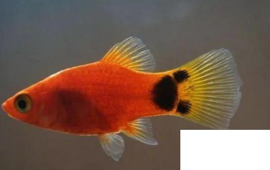 什么魚(yú)比較好養(yǎng)