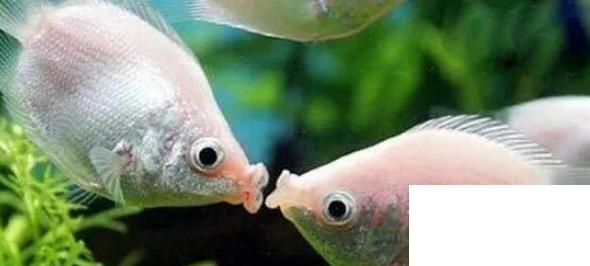 什么魚(yú)比較好養(yǎng)