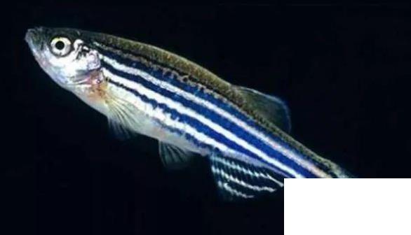 什么魚(yú)比較好養(yǎng)