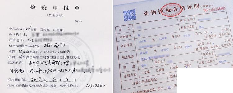寵物怎么托運(yùn)