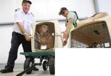日常生活：寵物怎么托運