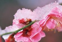 日常生活:花中君子下一句是哪四個(gè)字