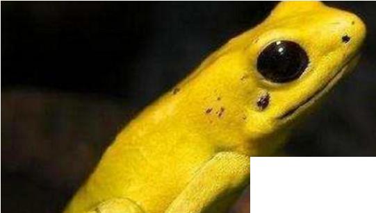 世界上最恐怖的動物