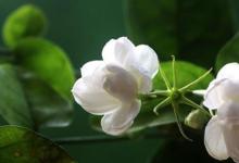 日常生活:茉莉花的養(yǎng)殖方法和注意事項(xiàng)是什么