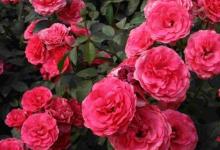 日常生活：月季花的養(yǎng)殖方法和注意事項是什么