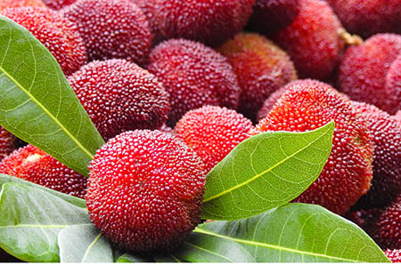 可愛(ài)菊花簡(jiǎn)筆畫步驟1