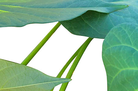 埃及金字塔簡(jiǎn)筆畫(huà)彩色3