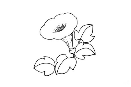 喇叭花彩色簡(jiǎn)筆畫的畫法3