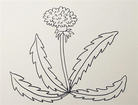 蒲公英簡(jiǎn)筆畫(huà)彩色步驟2