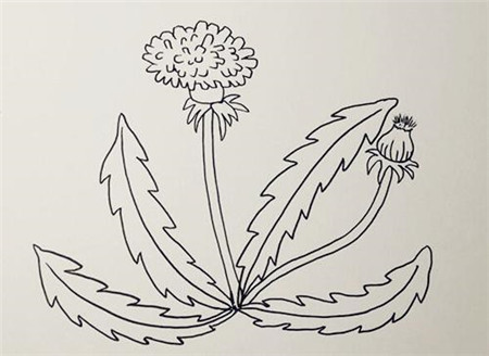 蒲公英簡(jiǎn)筆畫(huà)彩色步驟3