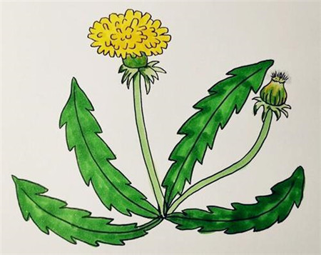 蒲公英簡(jiǎn)筆畫(huà)彩色步驟4
