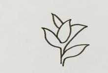 茶樹如何畫簡筆畫？