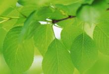 日常生活:與植物有關(guān)的詩(shī)歌有哪些