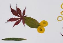 五一兒童手工樹(shù)葉畫(huà)