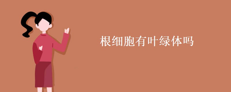 根細胞有葉綠體嗎