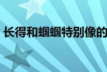 長得和蟈蟈特別像的東西（蟈蟈是什么東西）