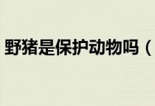 野豬是保護(hù)動(dòng)物嗎(野豬屬于幾級(jí)保護(hù)動(dòng)物)