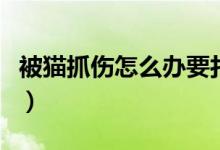 被貓抓傷怎么辦要打疫苗嗎(被貓抓傷怎么辦)