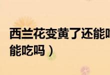 西蘭花變黃了還能吃嗎孕婦(西蘭花變黃了還能吃嗎)
