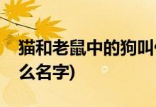 貓和老鼠中的狗叫什么(貓和老鼠中的狗叫什么名字)
