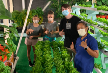 50萬(wàn)美元擴(kuò)大夏威夷大學(xué)毛伊島學(xué)院的魚菜共生培訓(xùn)