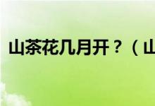 山茶花幾月開？（山茶花的3大別名和由來）