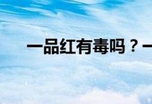 一品紅有毒嗎？一品紅可以放在臥室嗎